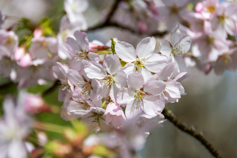 Prunus Pandora - Pink Flowering cherry 45 litre Pot 210cm Std Clear Stem (10-12cm)