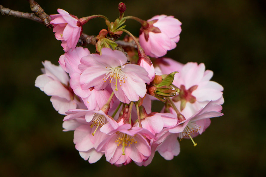 Prunus Sargentii - Pink Flowering cherry 45 litre Pot  (10-12cm)