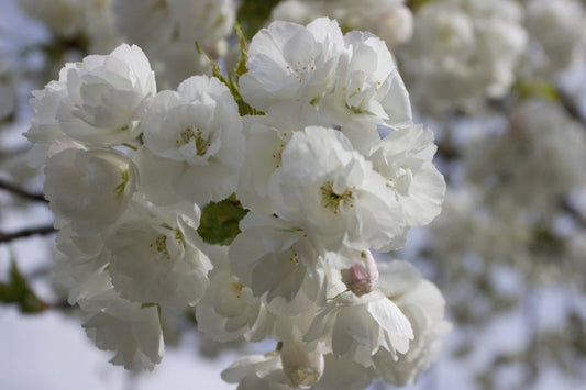 Prunus Snow Goose - Umineko 'White Flowering Cherry' 45 litre pot (12-14cm girth)