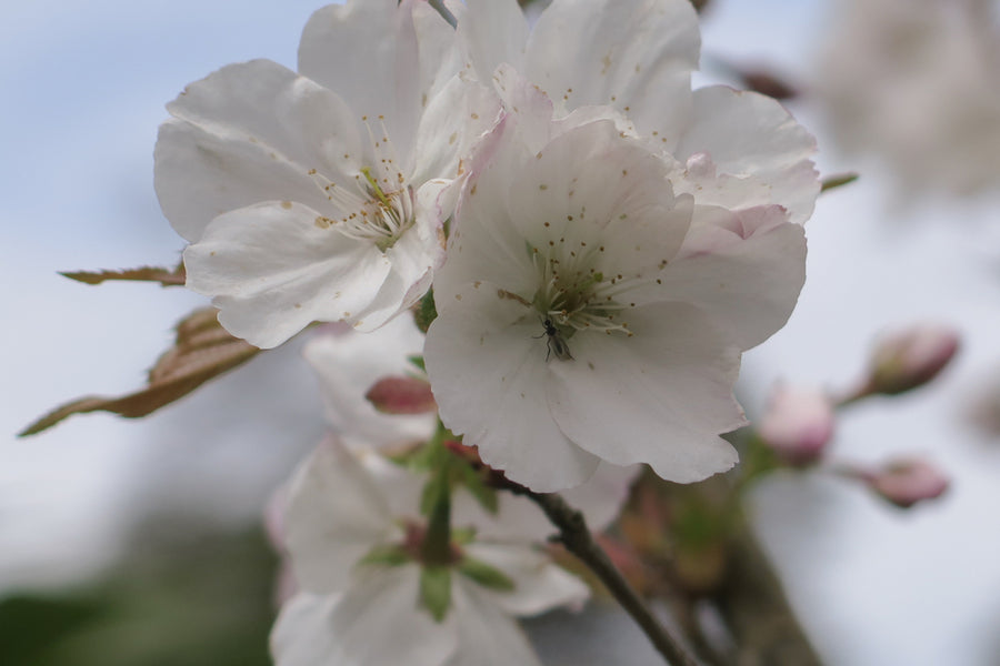 Prunus Sunset Boulevard - Pink Flowering cherry 290 litre Pot (25-30cm girth)