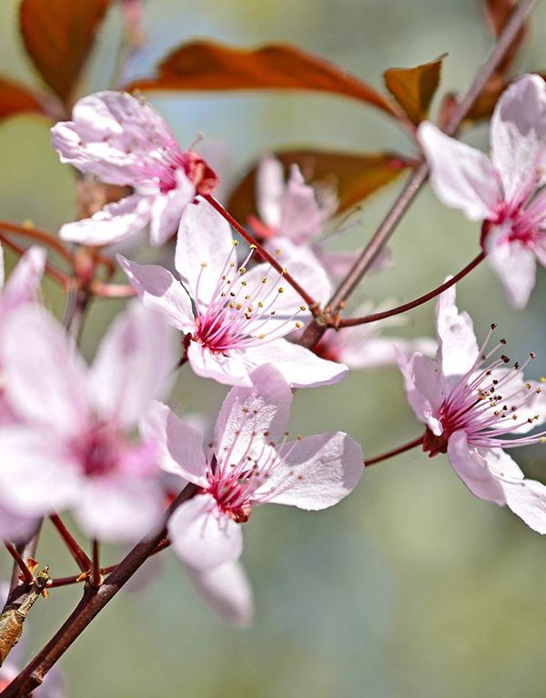 Prunus Cerasifera (Cherry Plum) [60-90cm] 25 per bundle