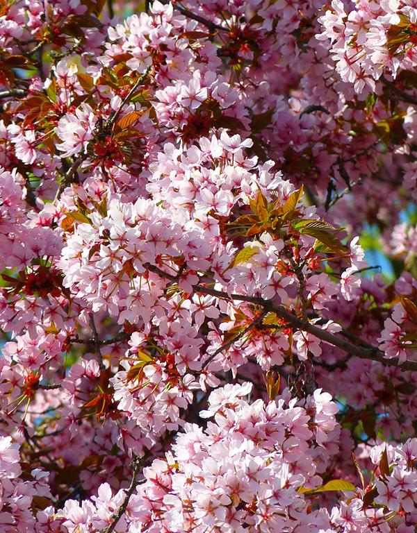 Prunus Cerasifera (Cherry Plum) [60-90cm] 25 per bundle