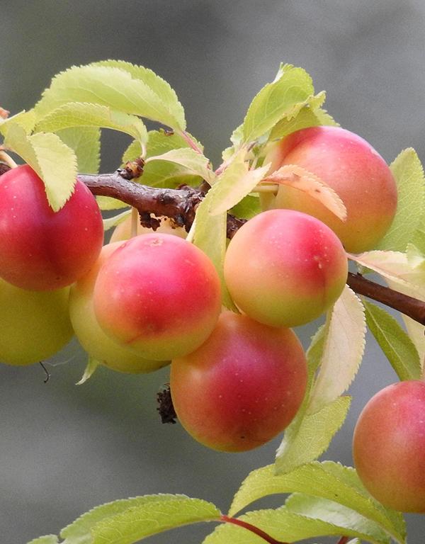Prunus Cerasifera (Cherry Plum) [60-90cm] 25 per bundle