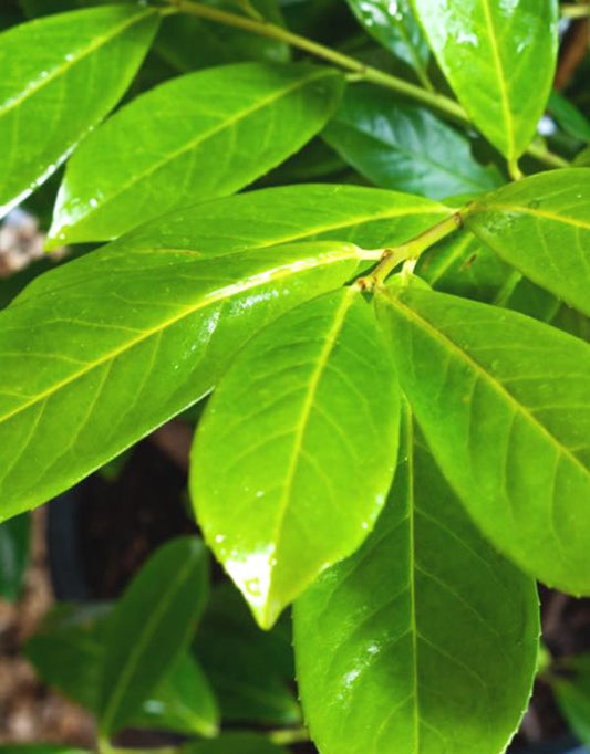 Prunus Novita (Cherry Laurel) [60-80cm] 3 litre Pot