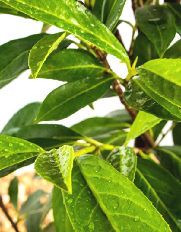 Prunus Novita (Cherry Laurel) [60-80cm] 3 litre Pot