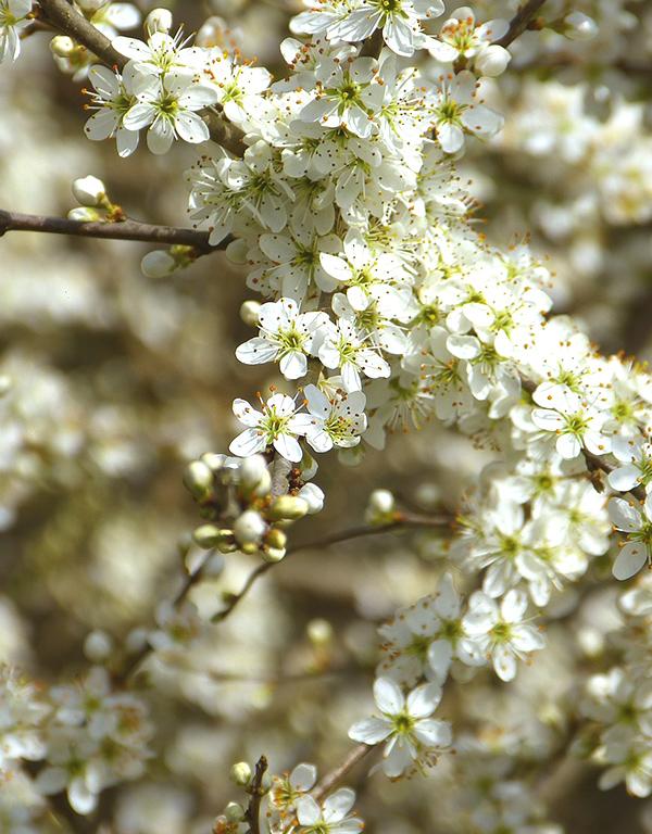 Prunus Spinosa (Blackthorn) [40-60cm] 50 per bundle