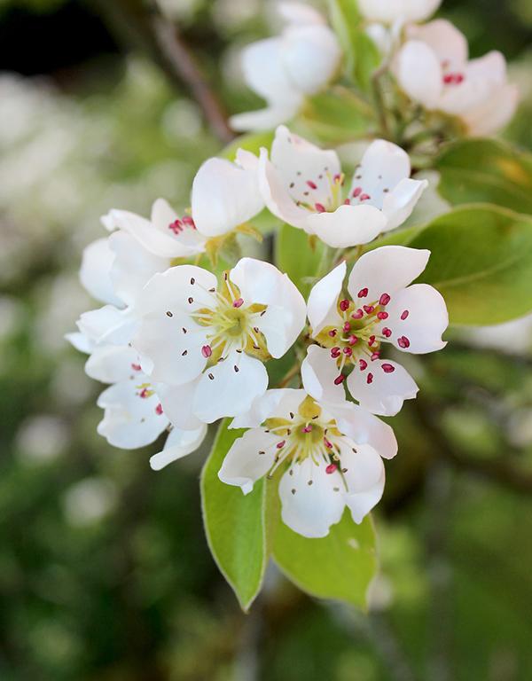 Pyrus Communis (Wild Pear) [40-60cm]