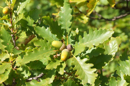 Quercus Petraea [60-90cm] 25 per bundle