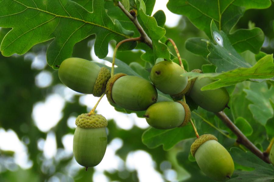 Quercus Robur [60-90cm] 25 per bundle
