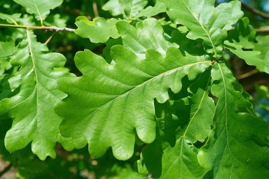 Quercus Robur [60-90cm] 25 per bundle