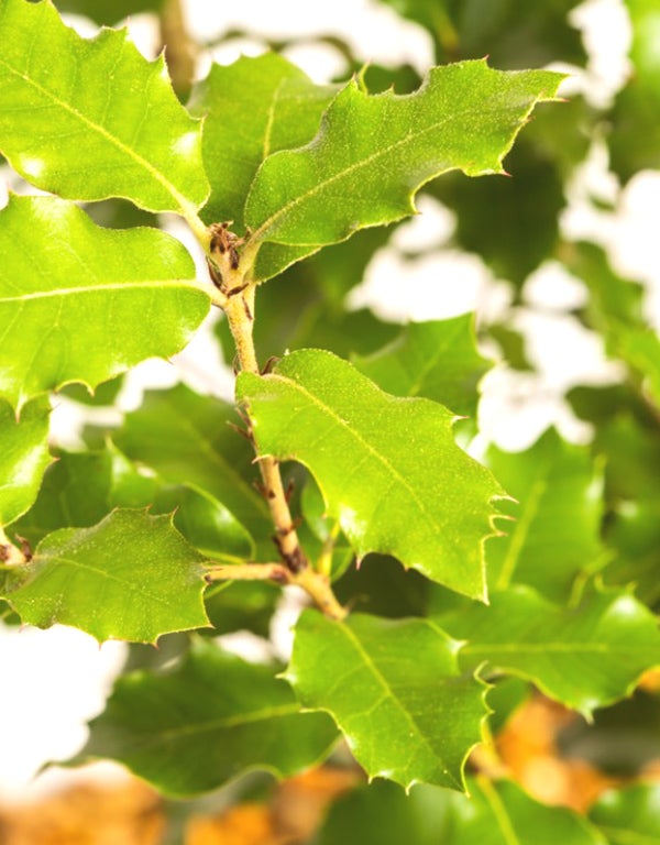 Quercus Ilex - Holm Oak - Evergreen Oak 25 Litre Pot  Ht. 125-150cm