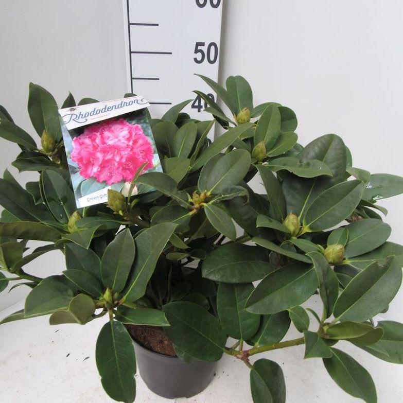 Rhododendron Germania (5 Litre Pot) 40-50cm