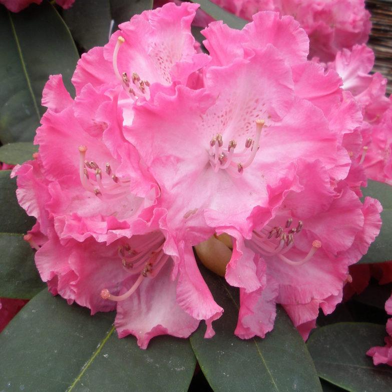Rhododendron Germania (5 Litre Pot) 40-50cm