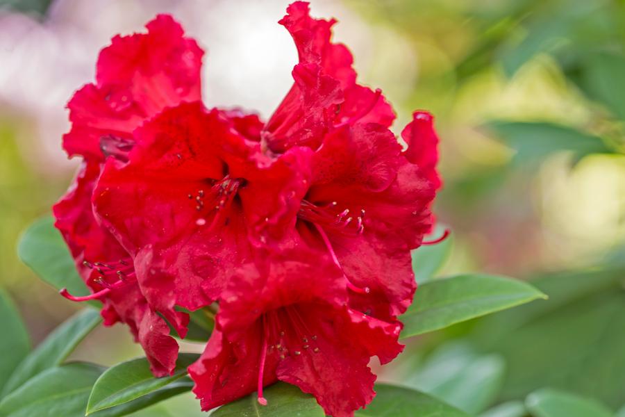 Rhododendron Lord Roberts 5lt pot Height 40-50cm
