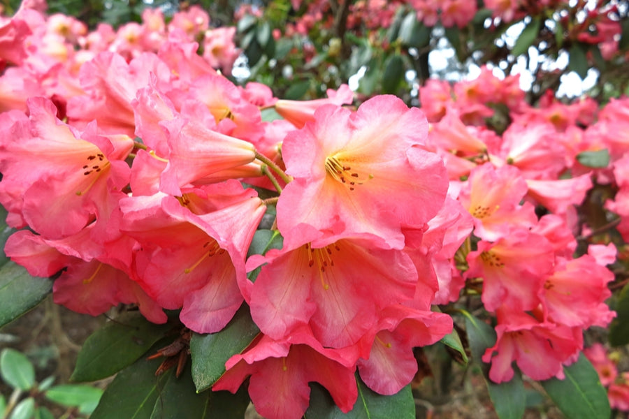 Rhododendron Virginia Richards 5lt pot Height 40-50cm