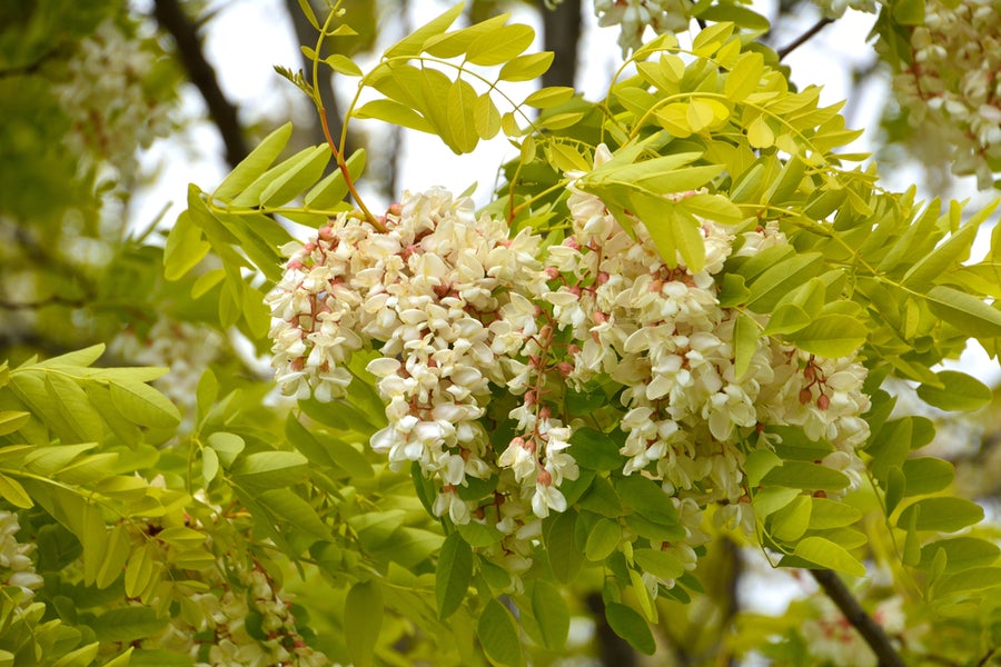 Robinia Pseudoacacia Frisia 12 litre pot (175-200cm)