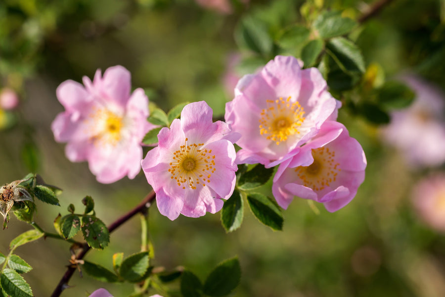 Rosa Canina ( Rose) [40-60cm] 50per bundle