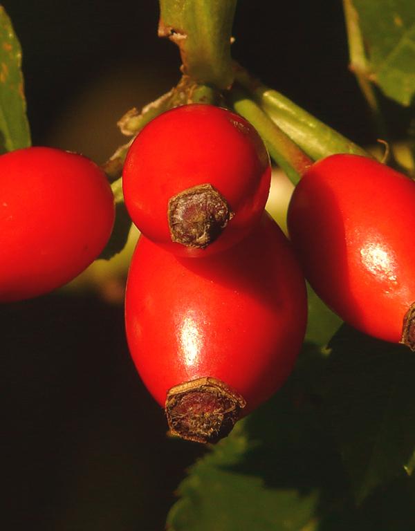 Rosa Rugosa ( Rose) [40-60cm] 25 per bundle