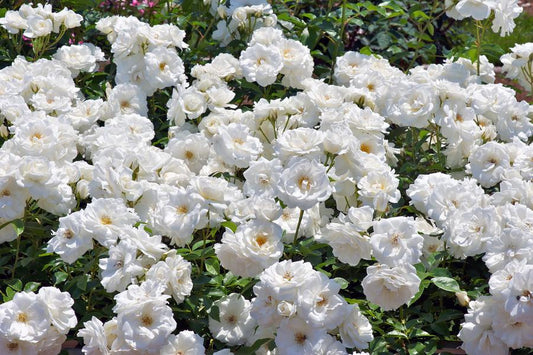 Rose Iceberg - CLIMBING (5 litre Pot)