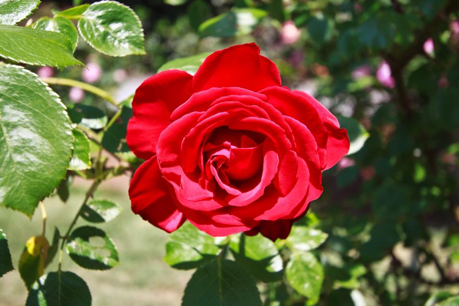 Rose Dublin Bay - Climbing - 5 litre pot