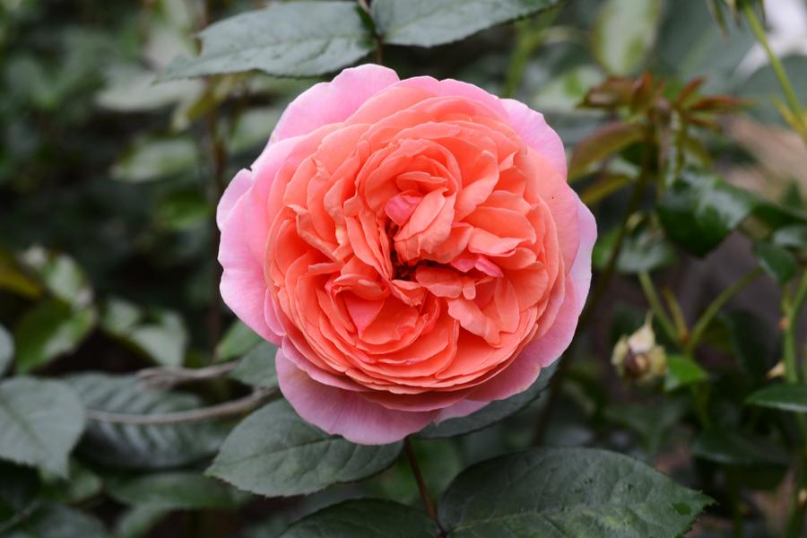 Rose Duchess of Cornwall (Bush) 5 Litre Pot