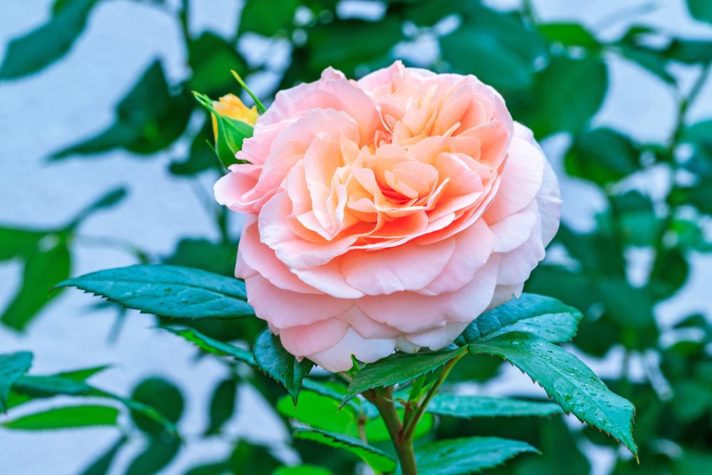 Rose Duchess of Cornwall (Bush) 5 Litre Pot