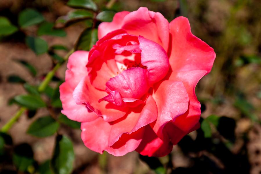 Rose Galway Bay - Climbing - 5 Litre Pot
