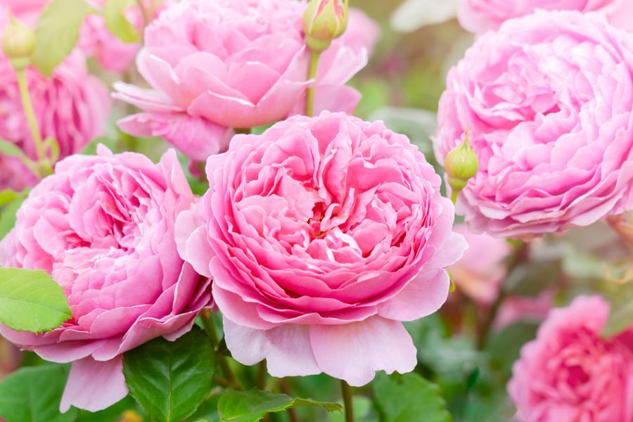 Rose Pink Martini (Bush) 5 Litre Pot