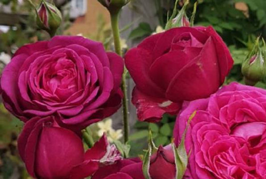 Pure Poetry ‘Bush Rose’ 5Lt pot