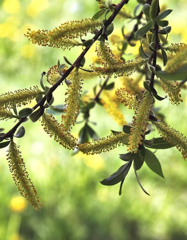 Salix Alba (White Willow) [60-90cm] 25 per bundle