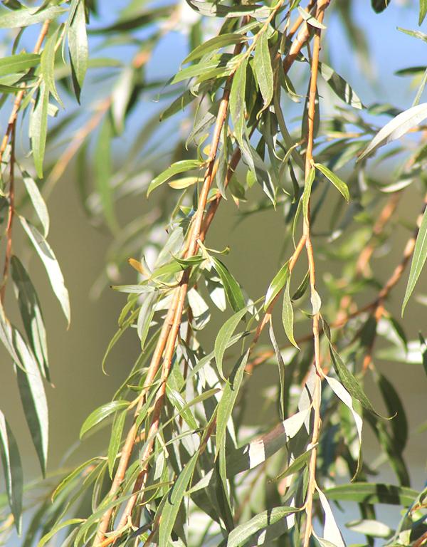 Salix Alba (White Willow) [60-90cm] 25 per bundle
