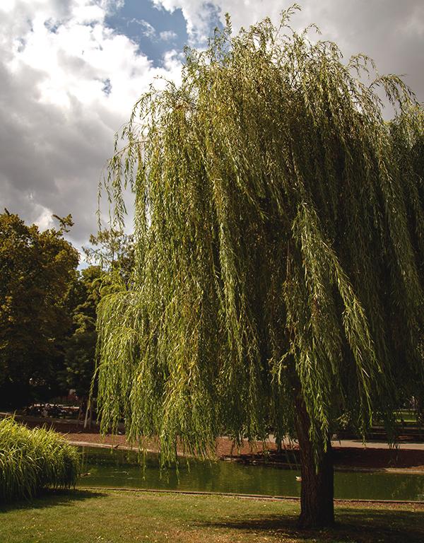Salix Alba (White Willow) [60-90cm] 25 per bundle