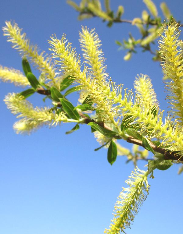 Salix Alba (White Willow) [60-90cm] 25 per bundle