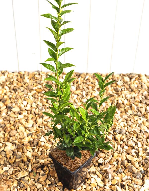 Sarcoccoca Confusa (Sweet Box) 2 litre pot