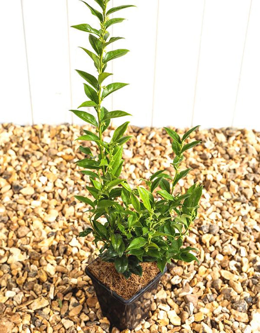 Sarcoccoca Confusa (Sweet Box) 2 litre pot