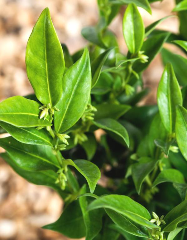 Sarcoccoca Confusa (Sweet Box) 2 litre pot