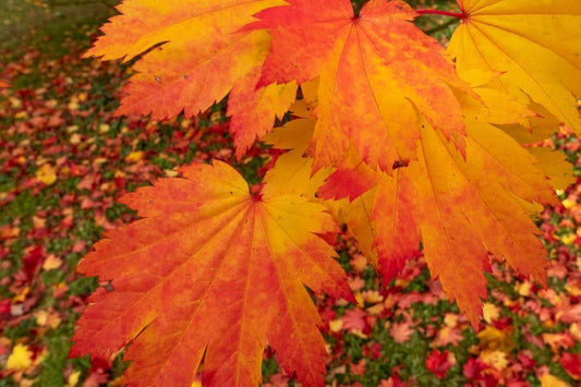 Acer x Freemanii Armstrong - 180 Litre (18-20cm Girth)