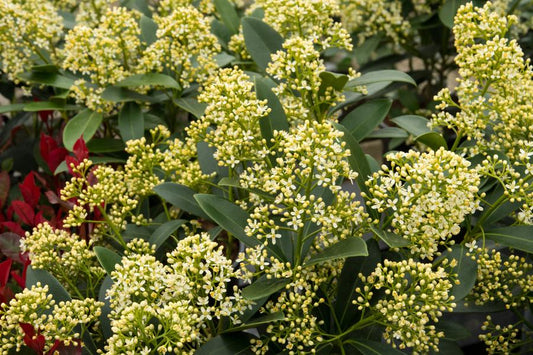 Skimmia Japonica Finchy 1.5 litre pot Height 20-25cm