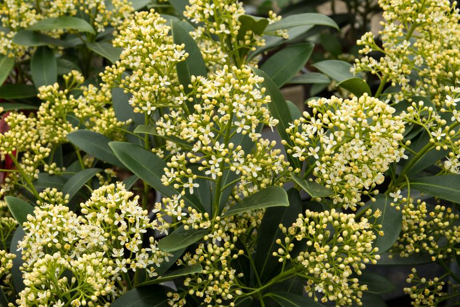 Skimmia Japonica Fragrant Cloud 1.5lt pot Height 25-30cm