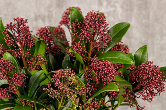 Skimmia Japonica Rubella 1.5lt pot Height 25-30cm