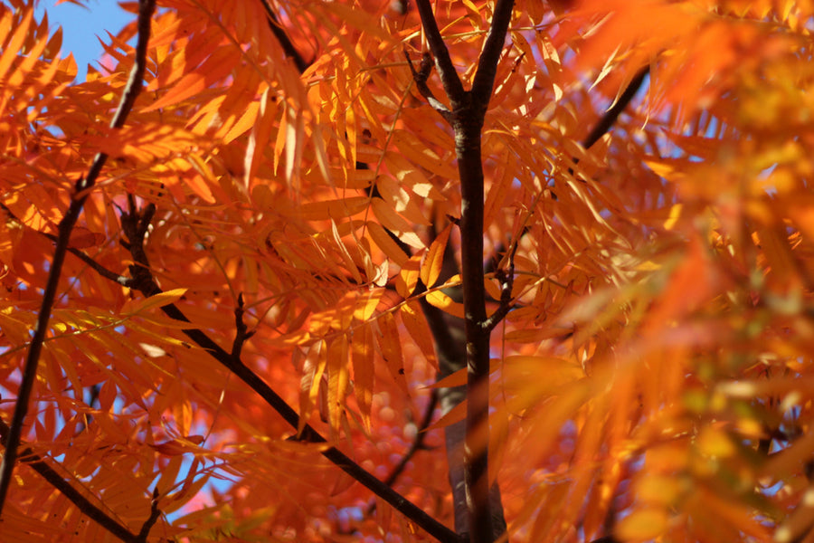 Sorbus Commixta Dodong Olympic Flame 12-14 cm Girth 45 litre Pot
