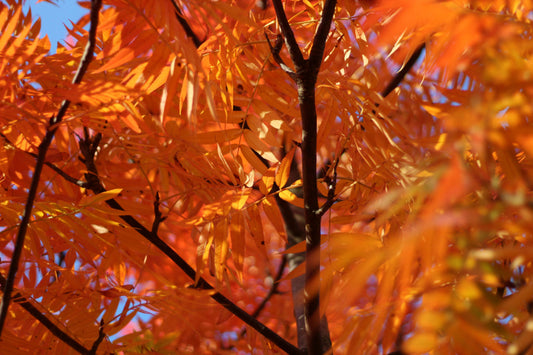 Sorbus Commixta Dodong Olympic Flame 12-14 cm Girth 45 litre Pot