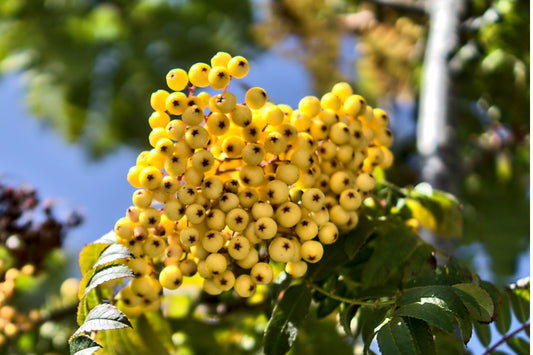 Sorbus Golden Wonder 12-14 cm Girth 45 litre Pot