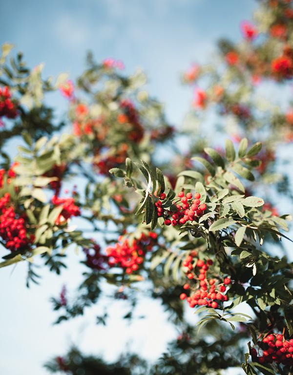 Sorbus Aucuparia (Mountain Ash/Rowan) [60-90cm] 25 per bundle