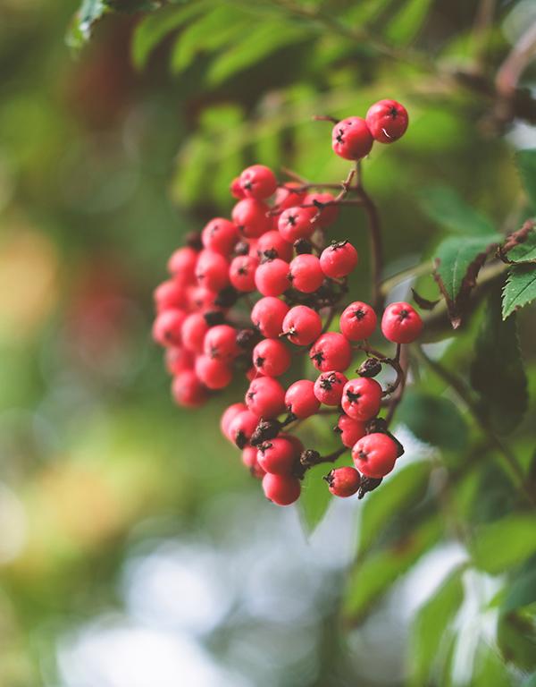 Sorbus Aucuparia (Mountain Ash/Rowan) [60-90cm] 25 per bundle