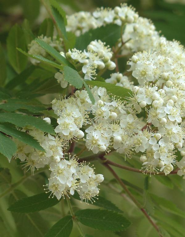 Sorbus Aucuparia (Mountain Ash/Rowan) [60-90cm] 25 per bundle