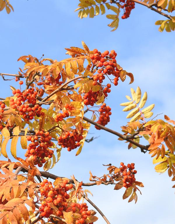 Sorbus Aucuparia (Mountain Ash/Rowan) [60-90cm] 25 per bundle