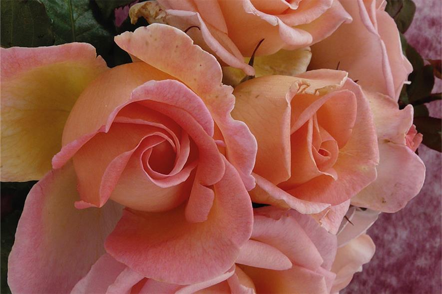Sweet Syrie ‘Climbing Rose’ 5Lt pot