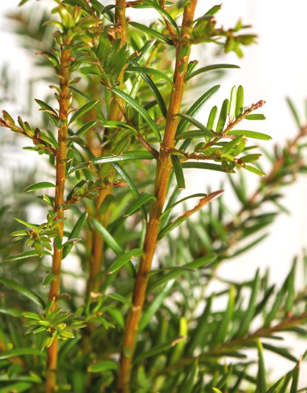 Taxus Baccata (Yew) [20-30cm]
