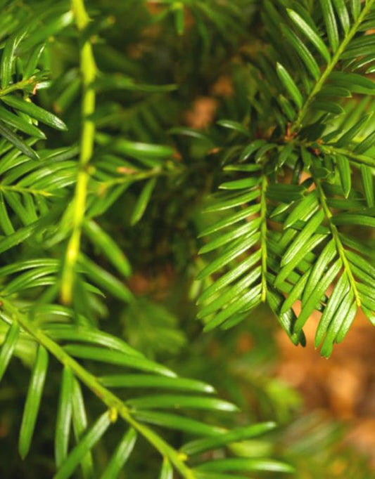 Taxus Baccata (Yew) [20-30cm]
